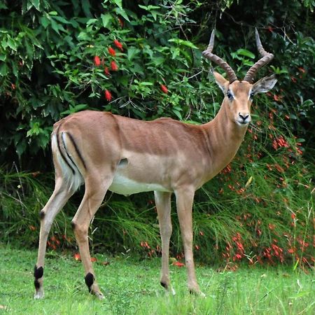 Legend Safaris 257B - In Kruger Park Lodge Hazyview Ngoại thất bức ảnh